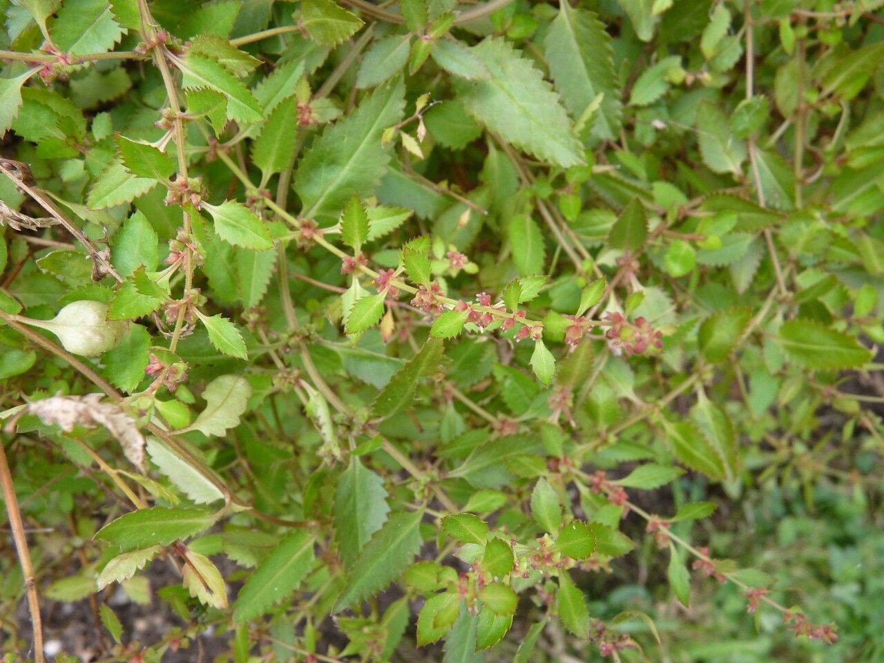 Haloragis erecta other