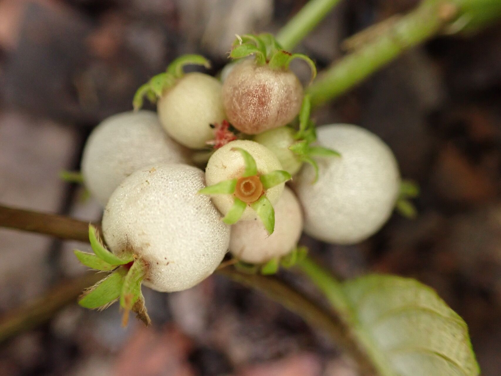 Sabicea gracilis fruit