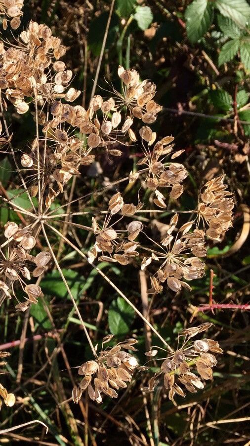 Thapsia garganica fruit