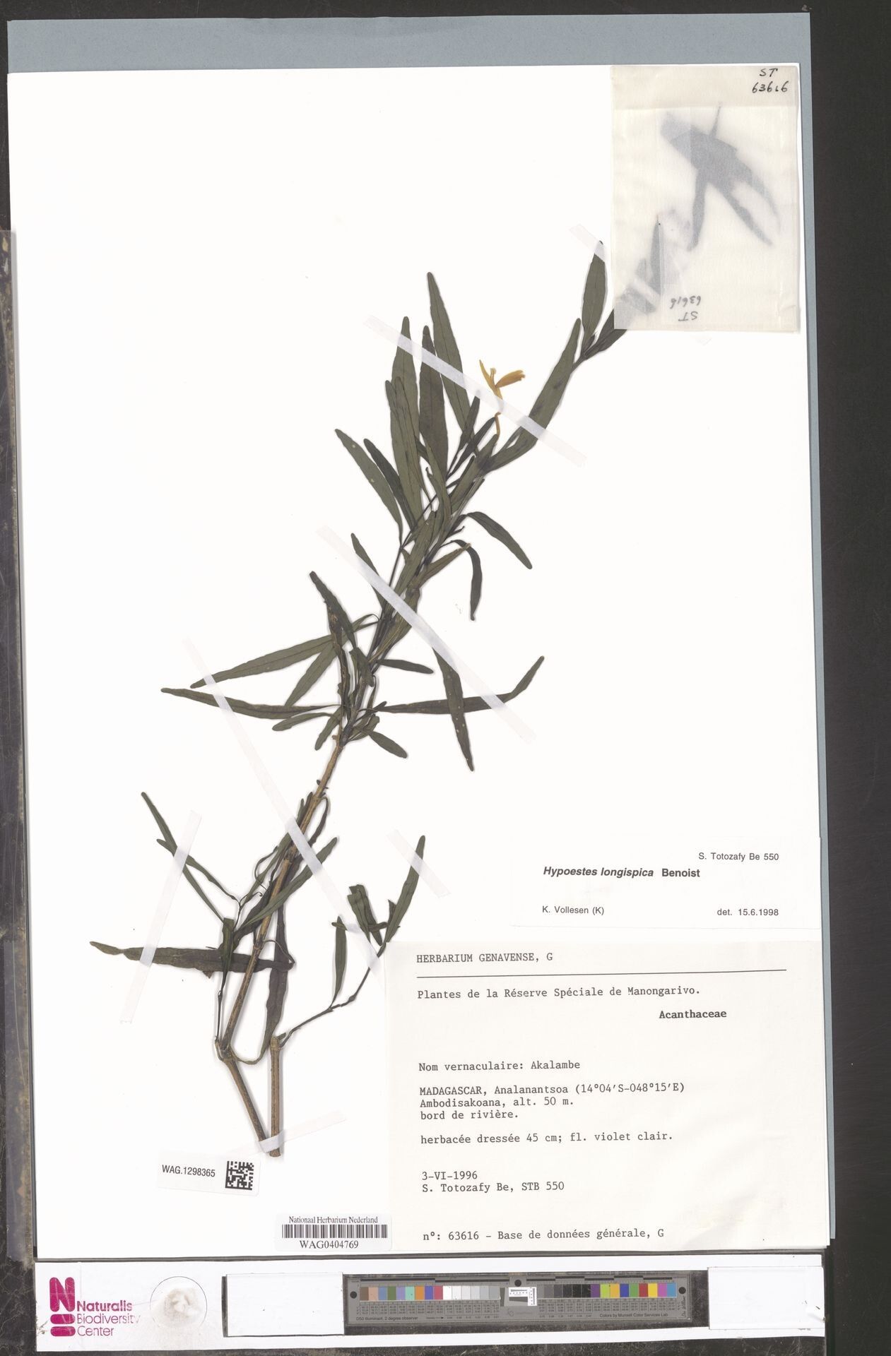 Hypoestes longispica — houseplant care guide