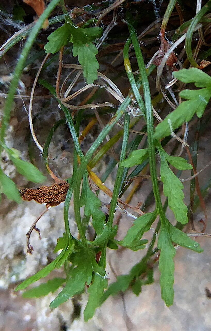 Asplenium seelosii fruit