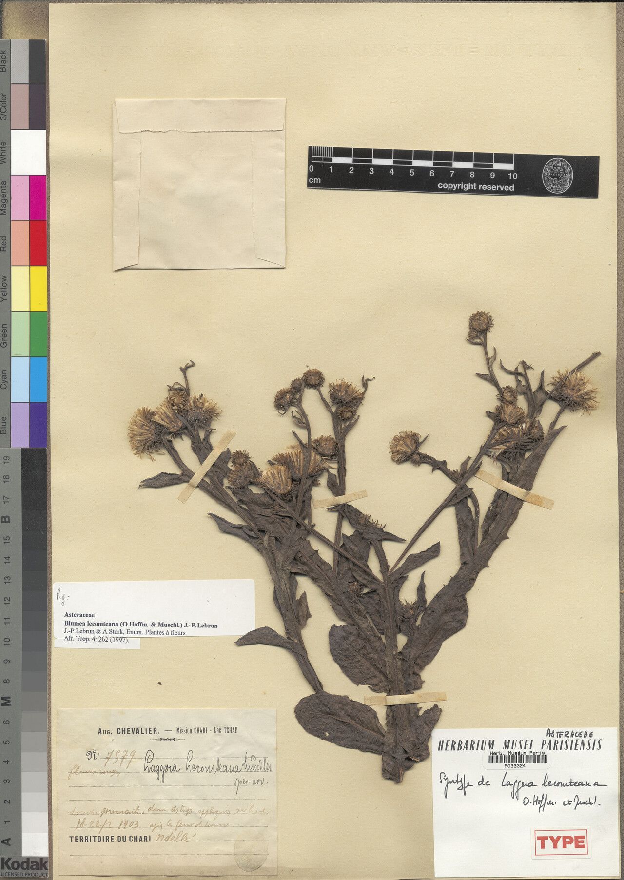 Laggera lecomteana — houseplant care guide