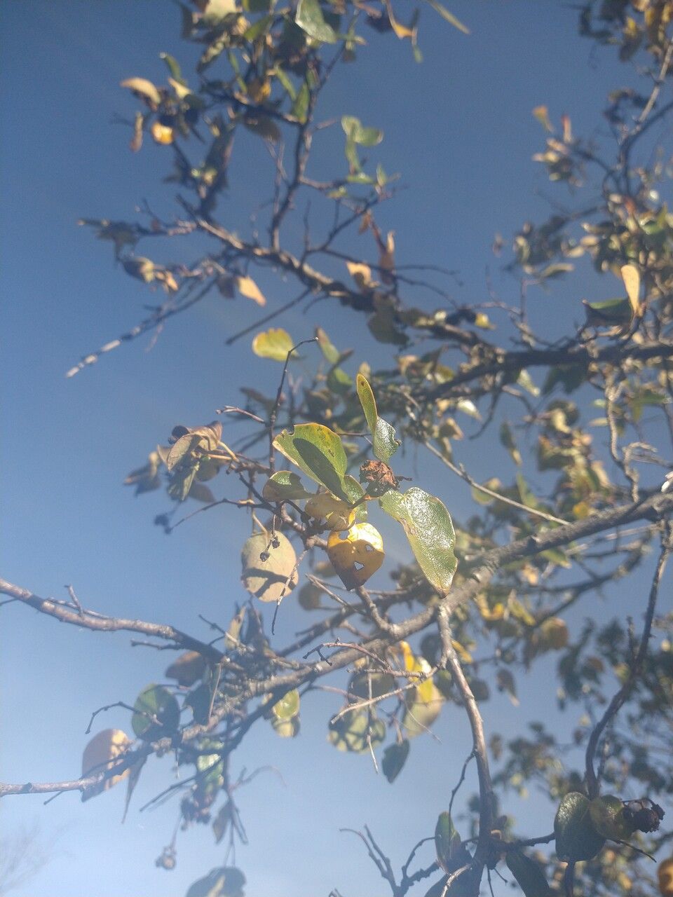 Vallea stipularis — search result for 'Elaeocarpaceae'