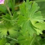 Geranium pusillum