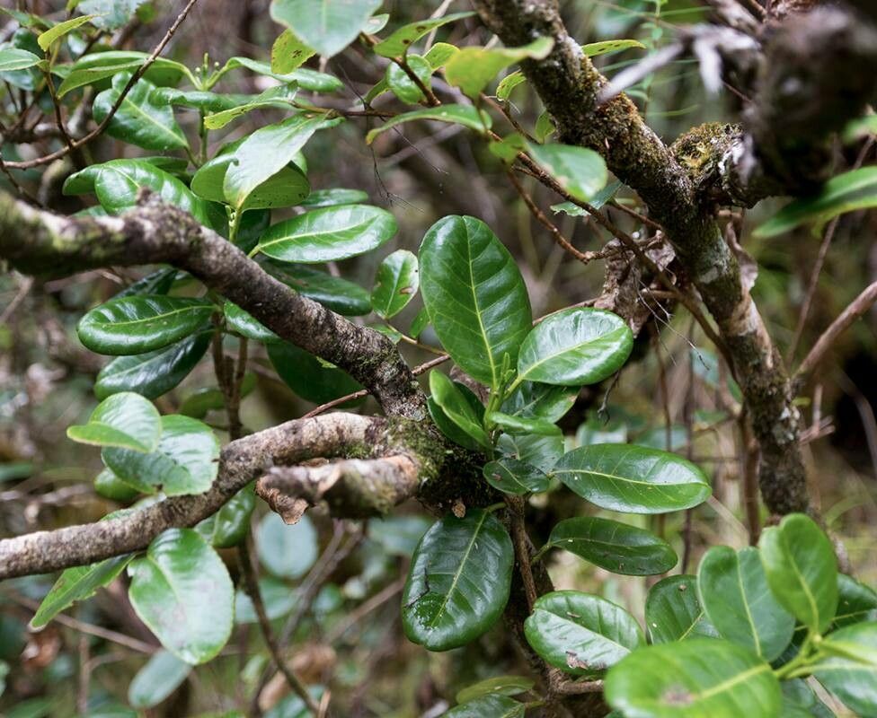 Melicope irifica leaf