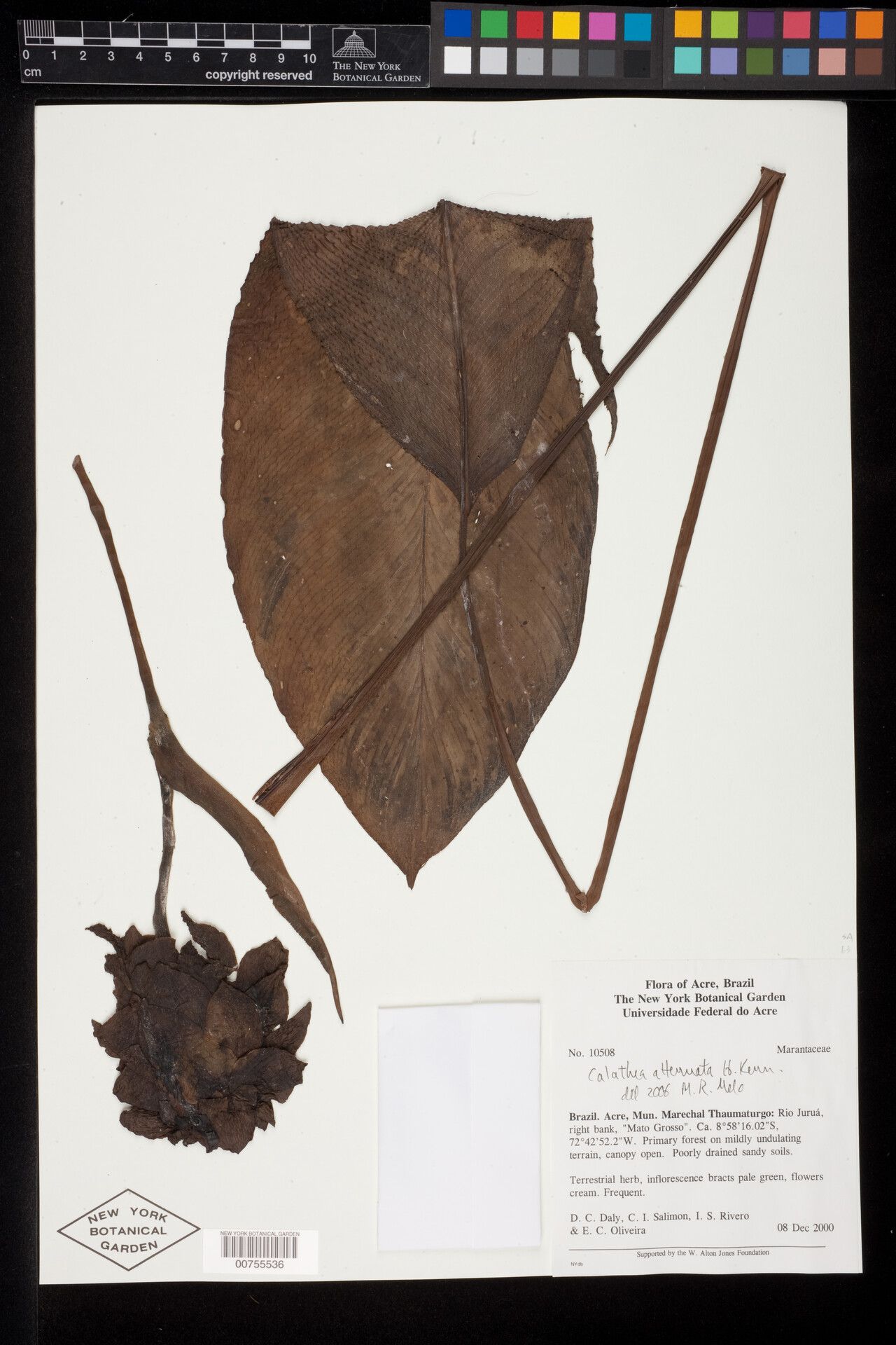 Goeppertia attenuata