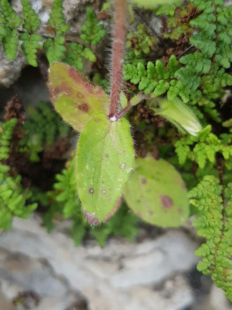 Campanula dichotoma leaf