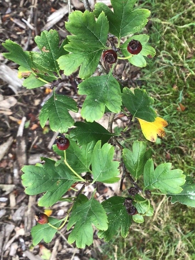 Crataegus pentagyna — clay tolerant houseplant