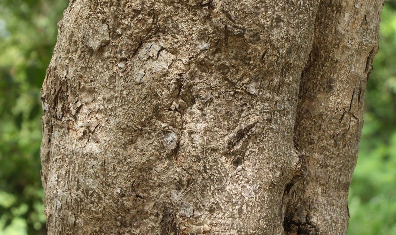 Cleistanthus stipitatus bark