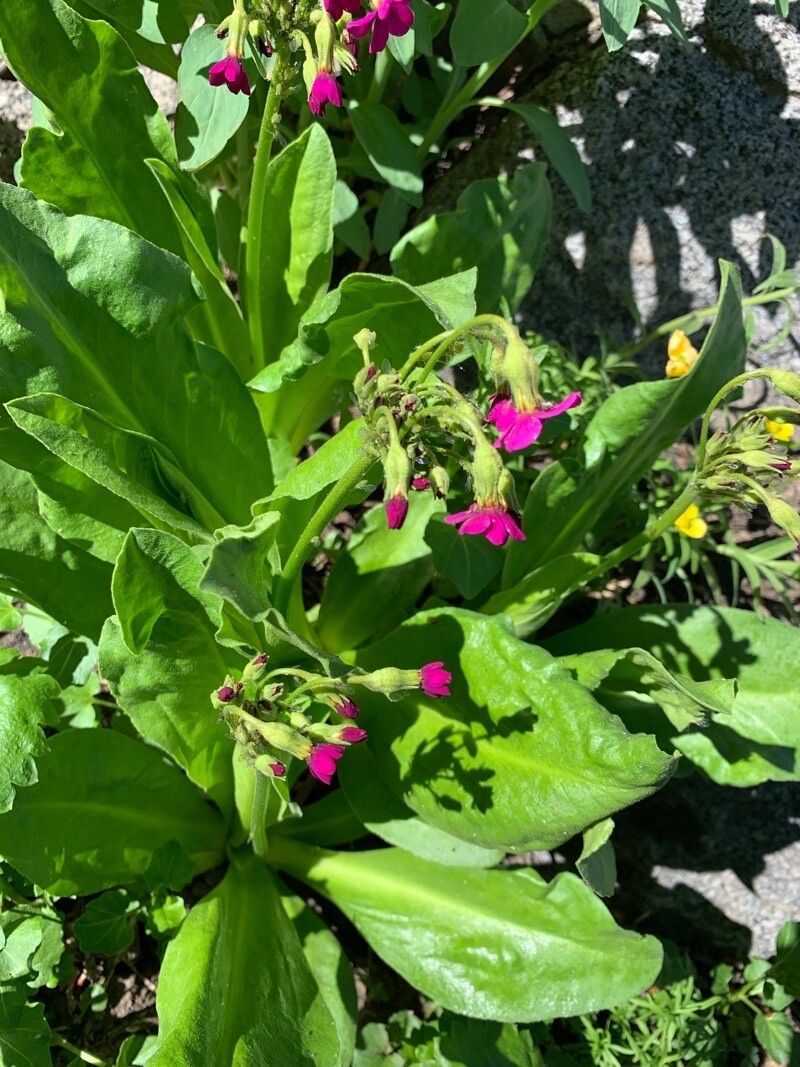 Primula parryi flower