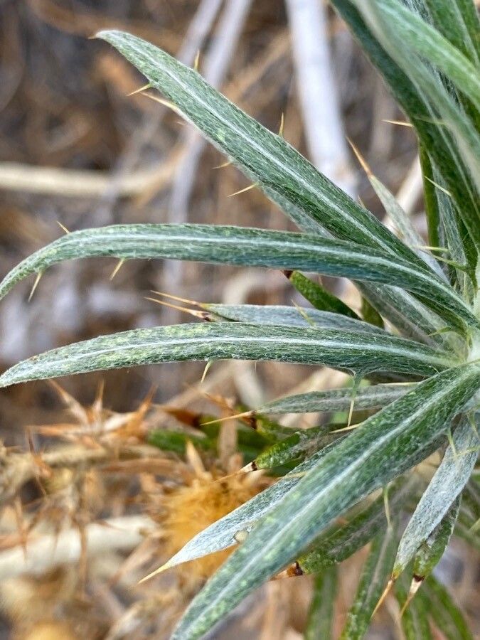 Carlina canariensis — related species from the same genus