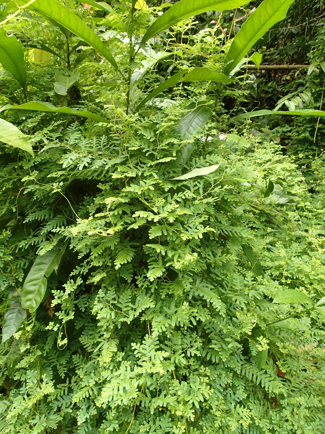 Selaginella myosurus habit