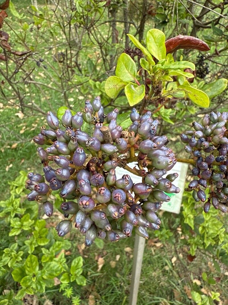 Viburnum treleasei flower