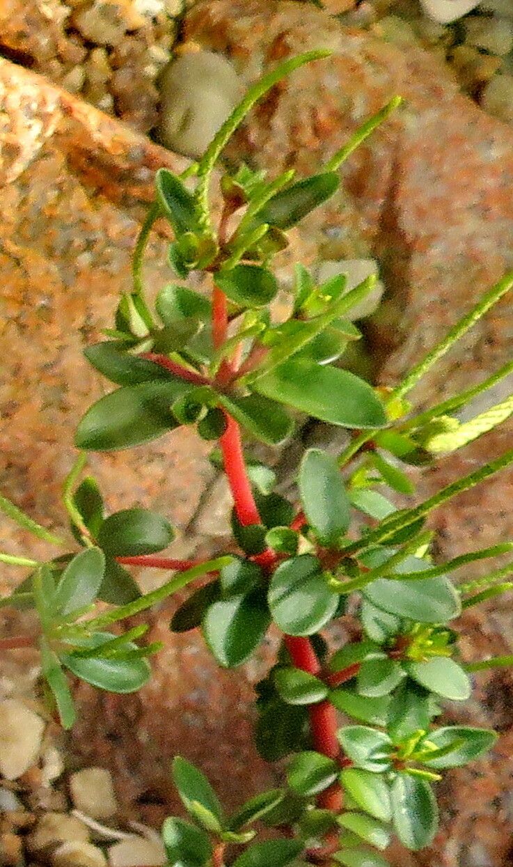 Peperomia polzii — houseplant care guide