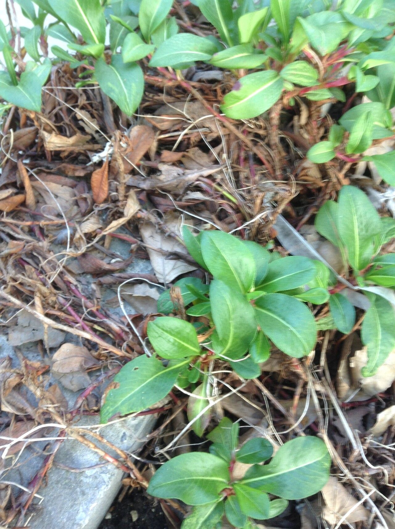 Polygonum cognatum leaf