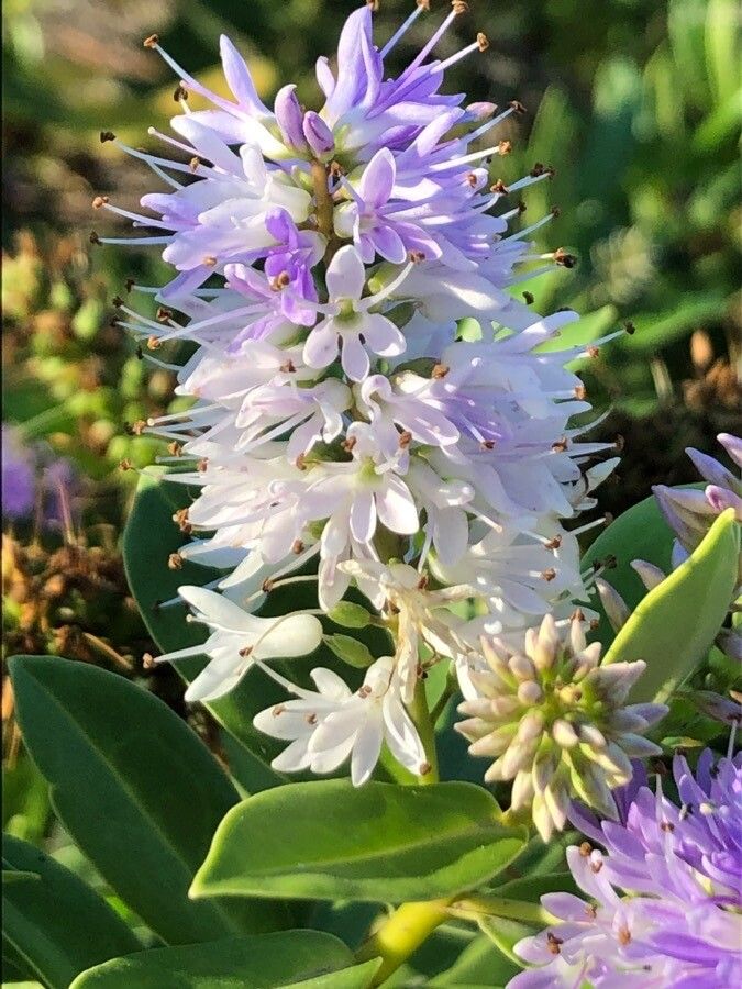 Veronica salicifolia flower