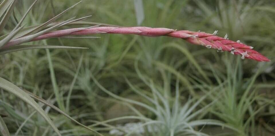 Tillandsia guelzii — houseplant care guide