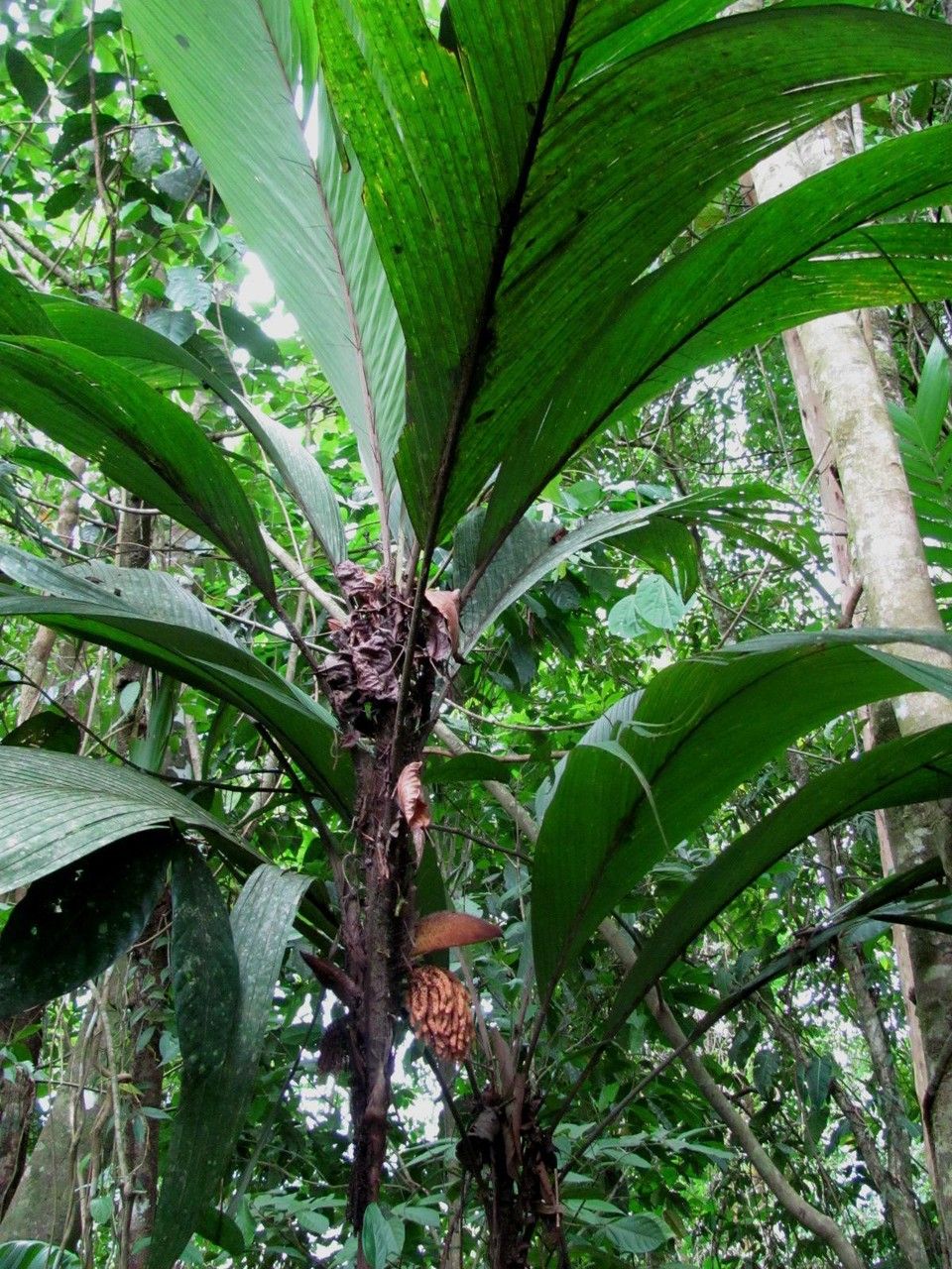 Bactris herrerana bark