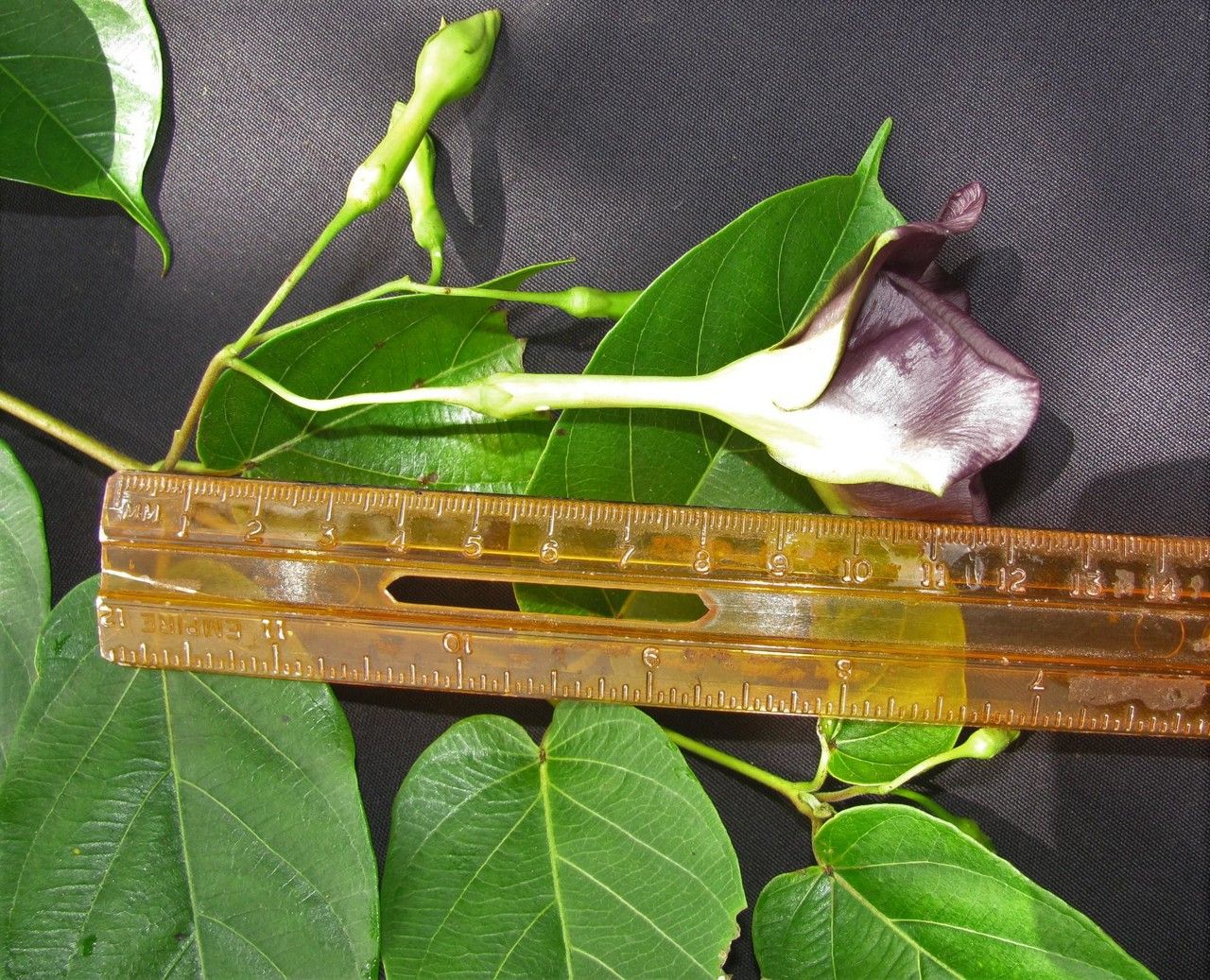 Mandevilla veraguasensis other