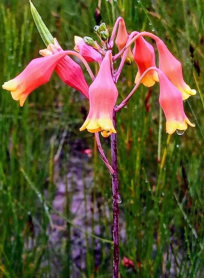 Blandfordia punicea flower