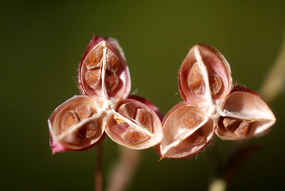 Fumana arabica fruit
