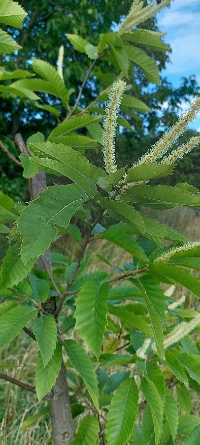 Castanea pumila flower