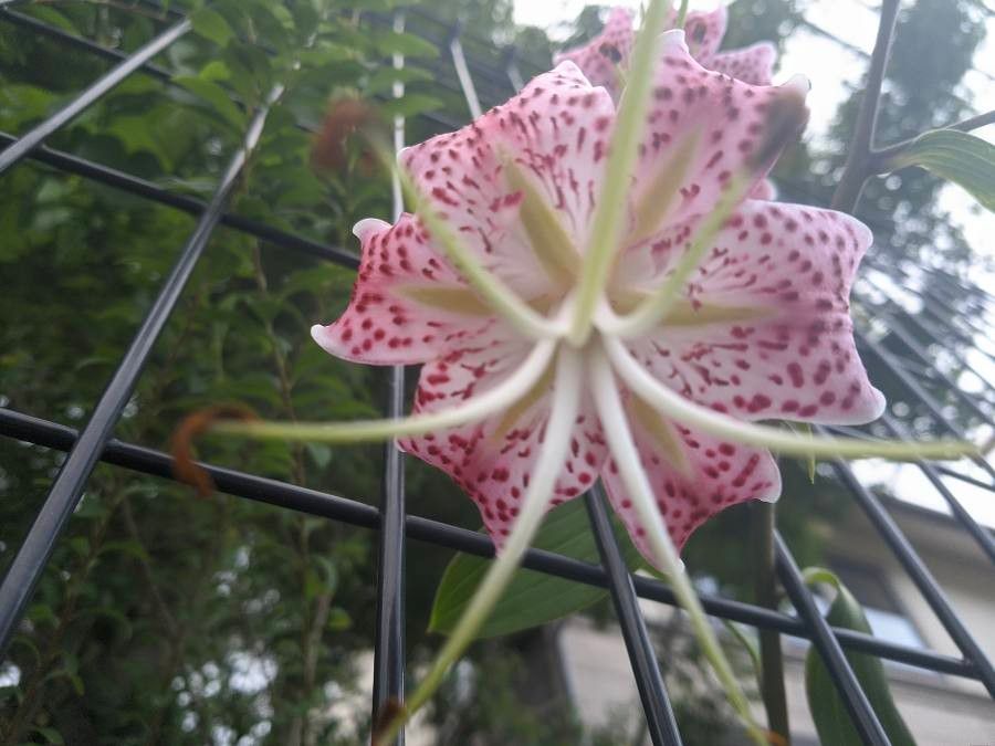 Lilium kelloggii — search result for 'Lilium'