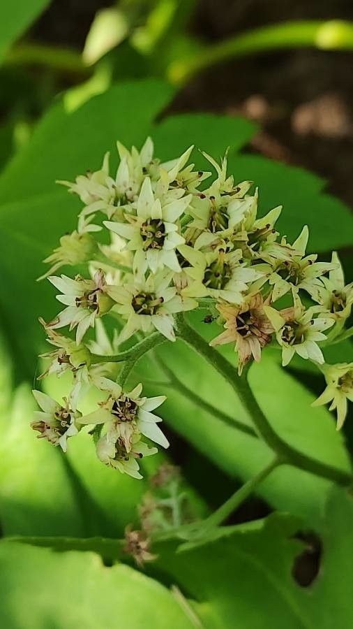 Mukdenia rossii flower