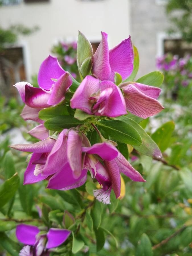 Halimodendron halodendron flower