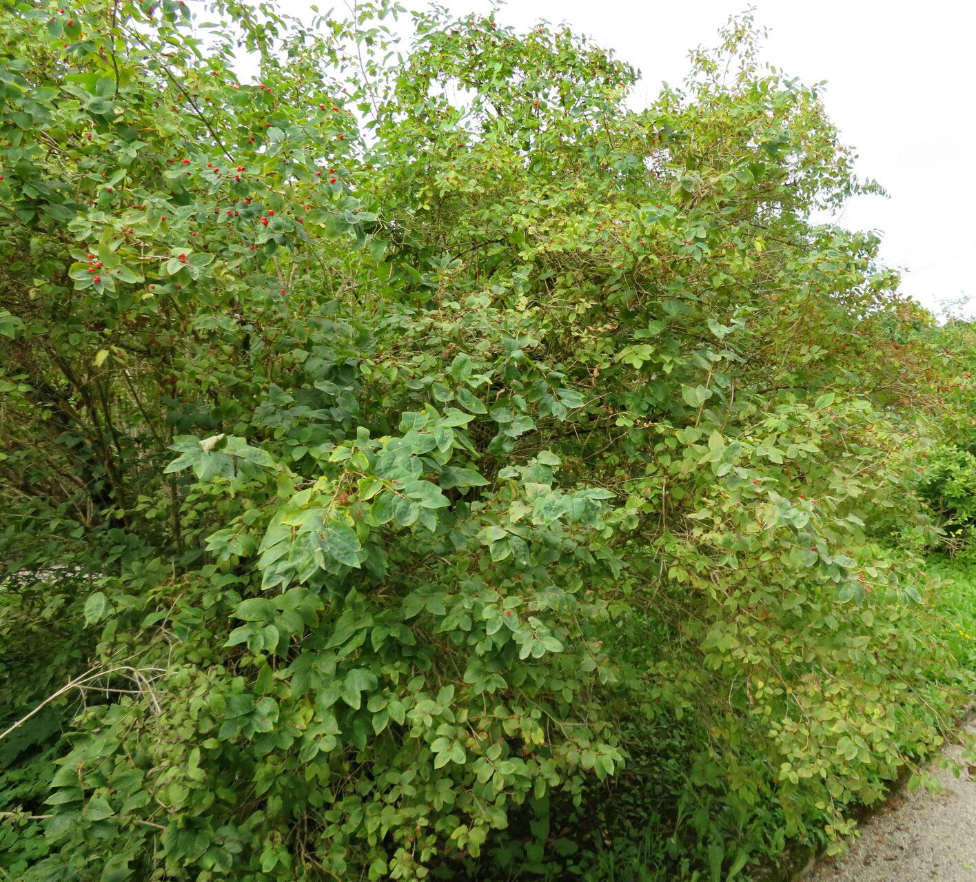 Lonicera maximowiczii habit