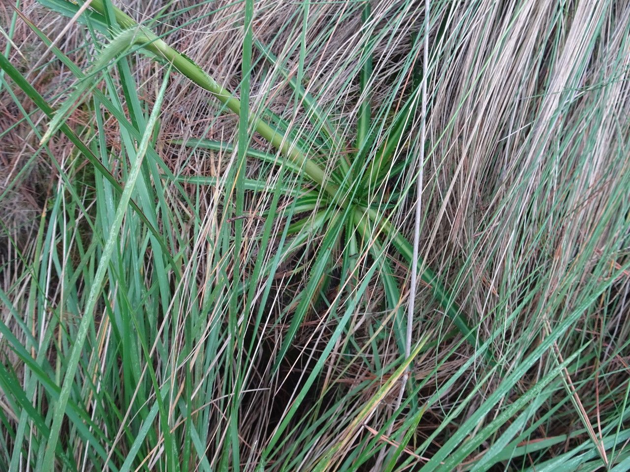 Eryngium deppeanum — search result for 'Eryngium'