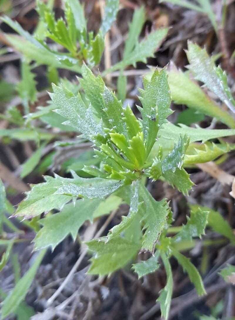 Grindelia patagonica — houseplant care guide