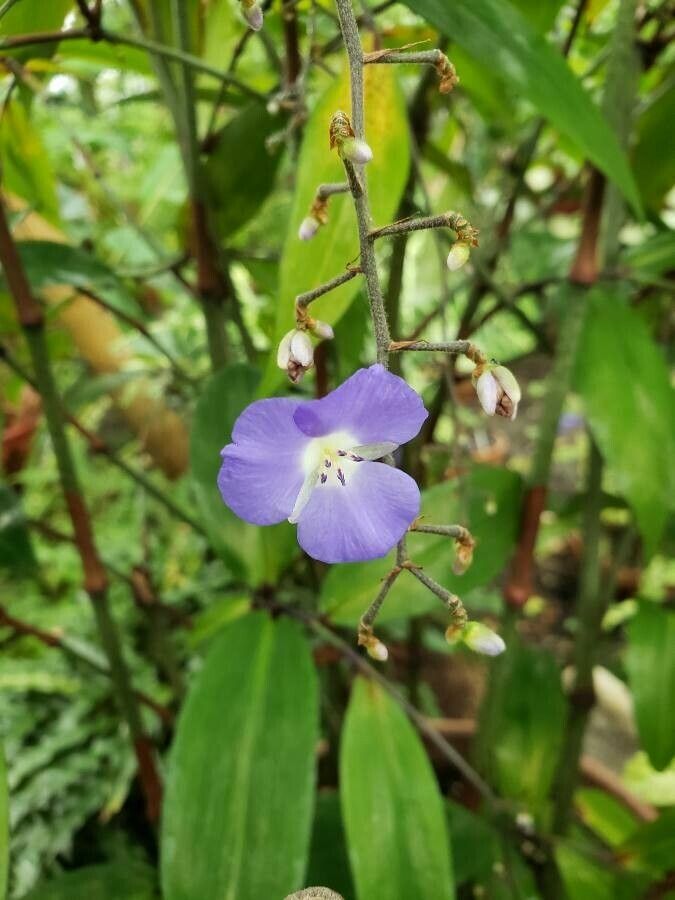 Dichorisandra penduliflora fruit