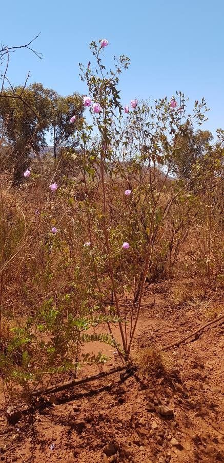 Gossypium robinsonii flower