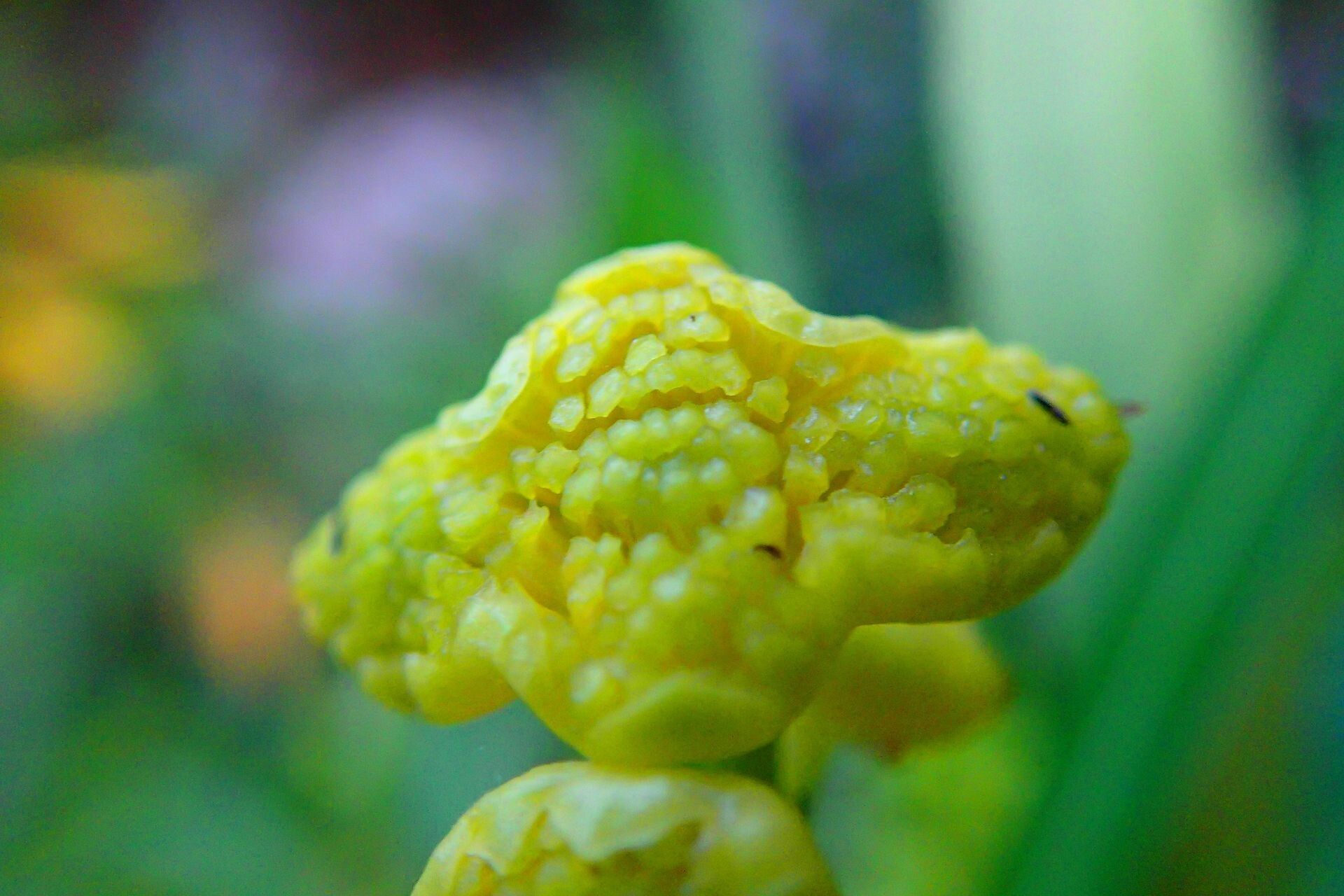 Hedycarya rivularis flower