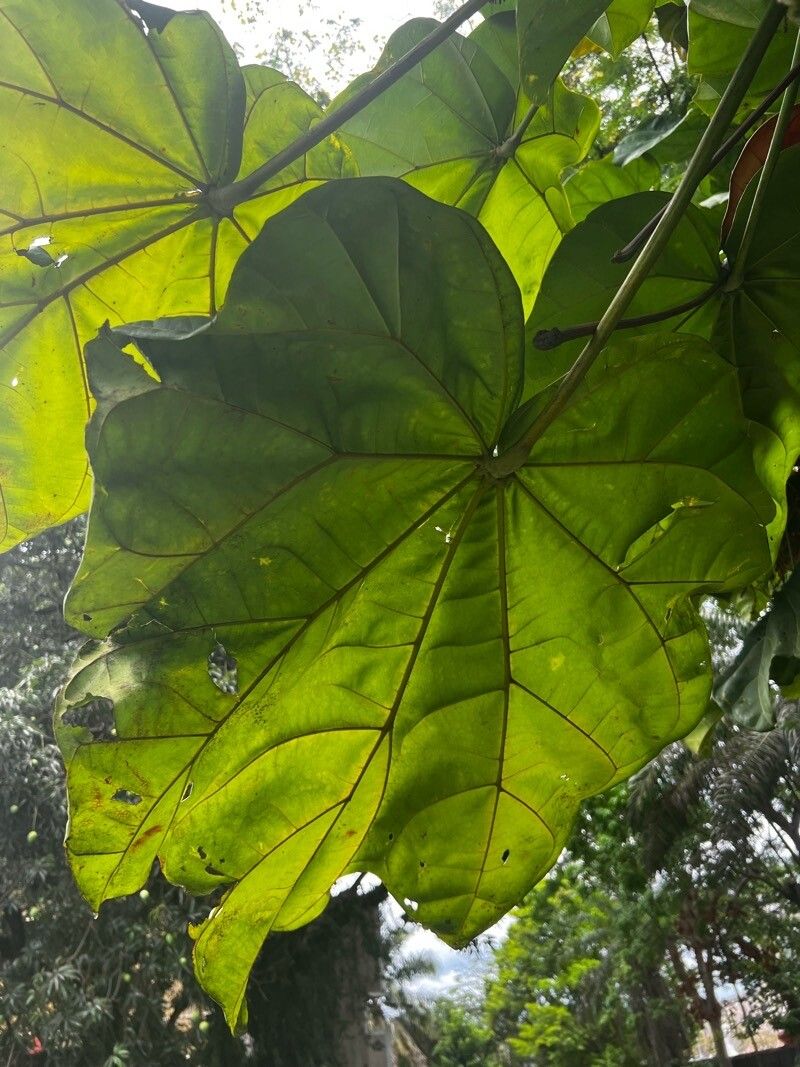 Cola lizae leaf