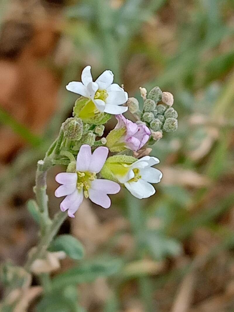 Berteroa obliqua — related species from the same genus