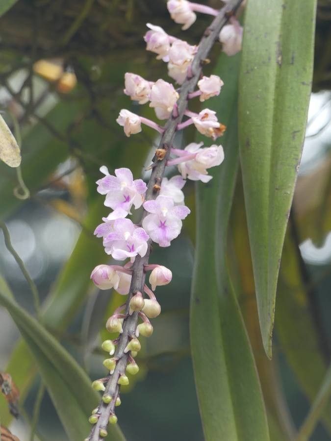 Rhynchostylis retusa flower