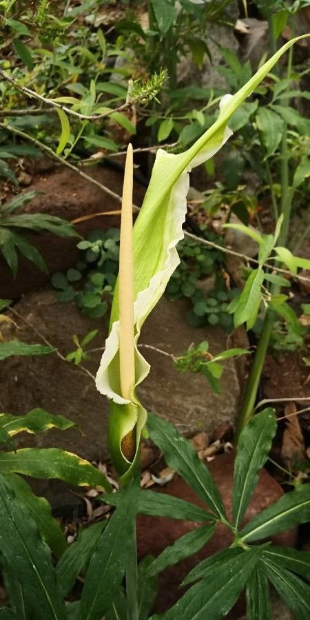 Dracunculus canariensis flower