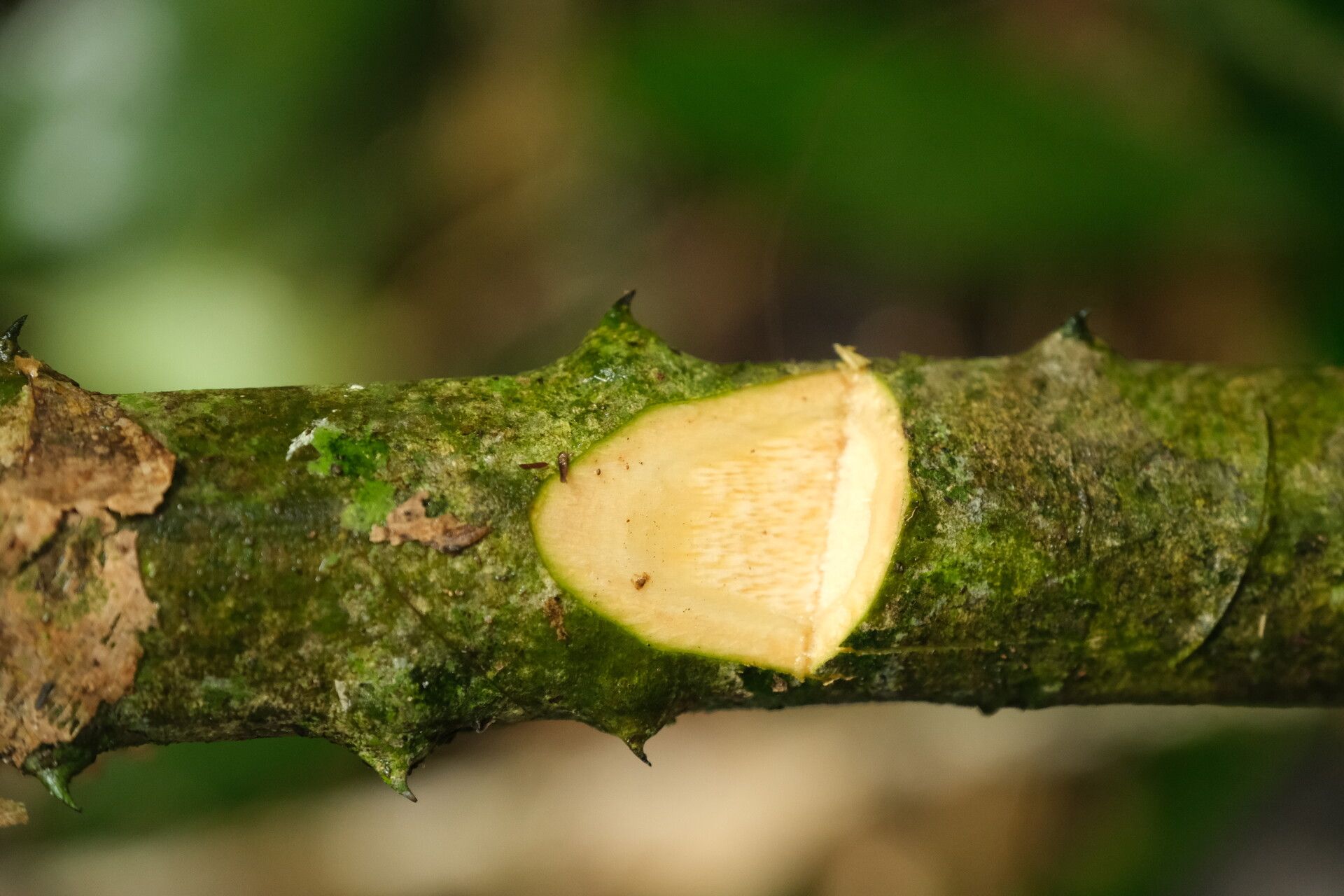 Senegalia kamerunensis bark