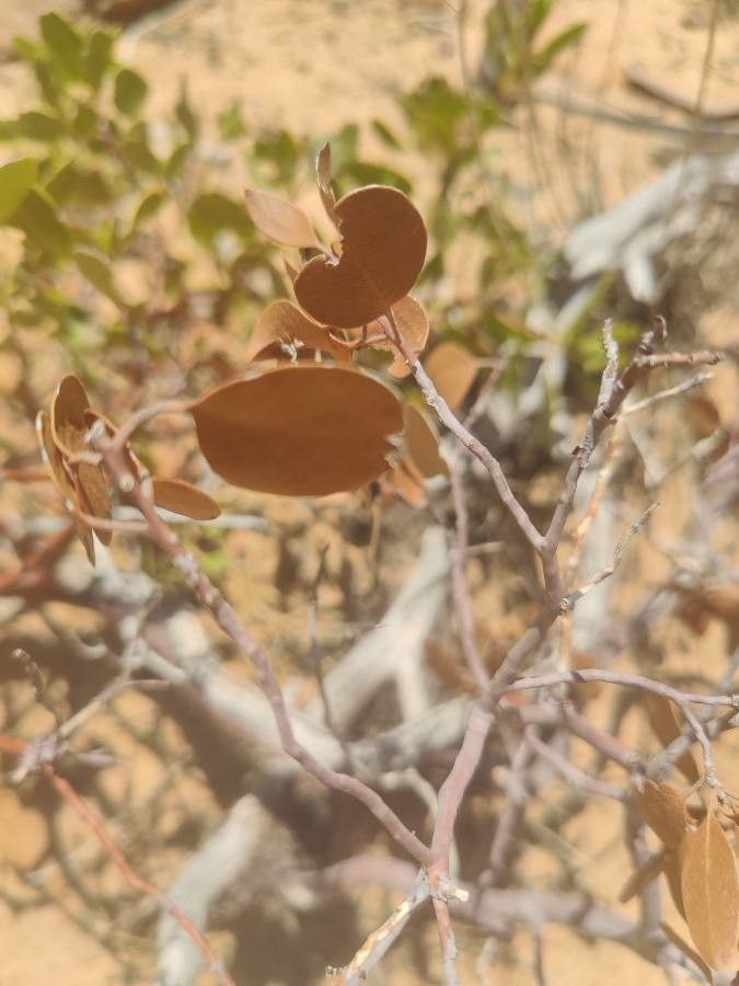 Arctostaphylos patula leaf