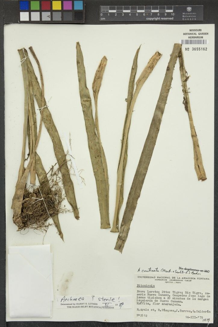 Aechmea contracta other