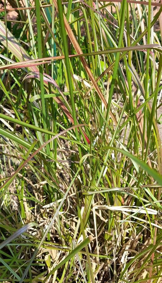 Chrysopogon zizanioides habit