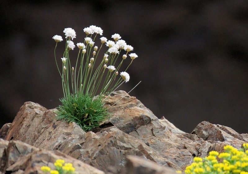 Armeria soleirolii habit
