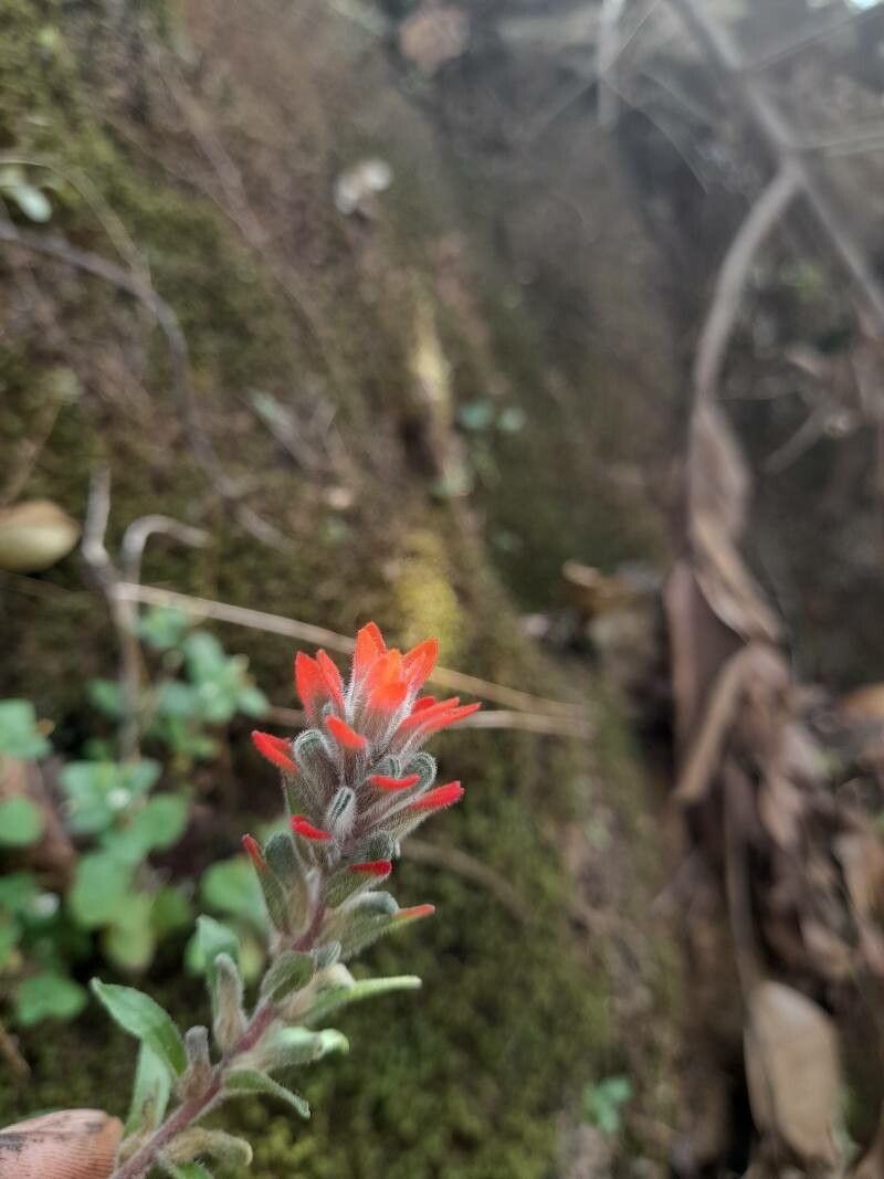 Castilleja arvensis flower