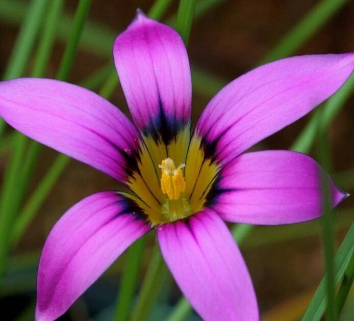 Romulea eximia — search result for 'Romulea'