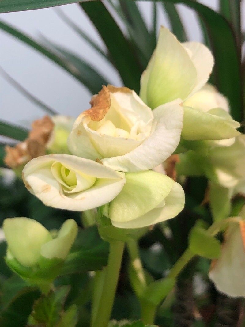 Begonia spp. flower