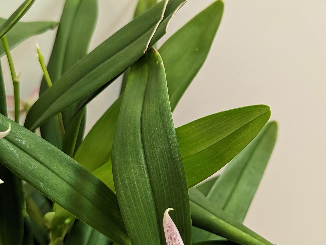 Prosthechea garciana — houseplant care guide