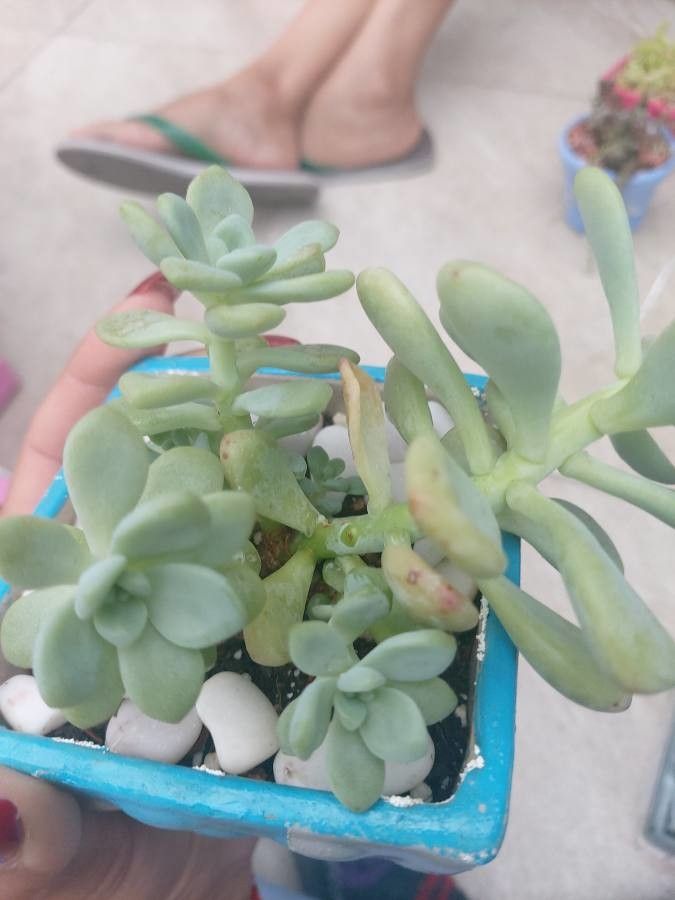 Sedum allantoides flower