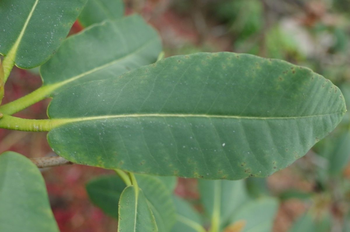 Rhododendron meddianum leaf